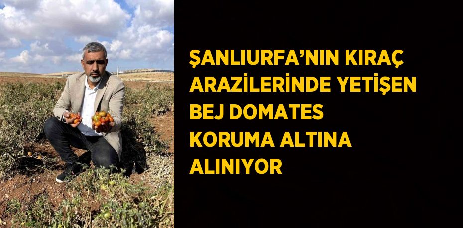 ŞANLIURFA’NIN KIRAÇ ARAZİLERİNDE YETİŞEN BEJ DOMATES KORUMA ALTINA ALINIYOR