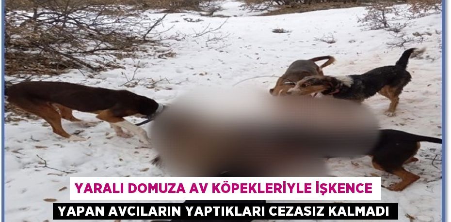 YARALI DOMUZA AV KÖPEKLERİYLE İŞKENCE YAPAN AVCILARIN YAPTIKLARI CEZASIZ KALMADI