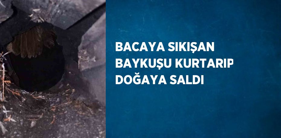 BACAYA SIKIŞAN BAYKUŞU KURTARIP DOĞAYA SALDI