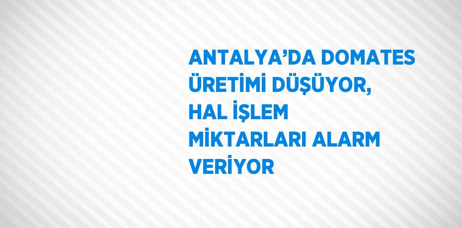 ANTALYA’DA DOMATES ÜRETİMİ DÜŞÜYOR, HAL İŞLEM MİKTARLARI ALARM VERİYOR