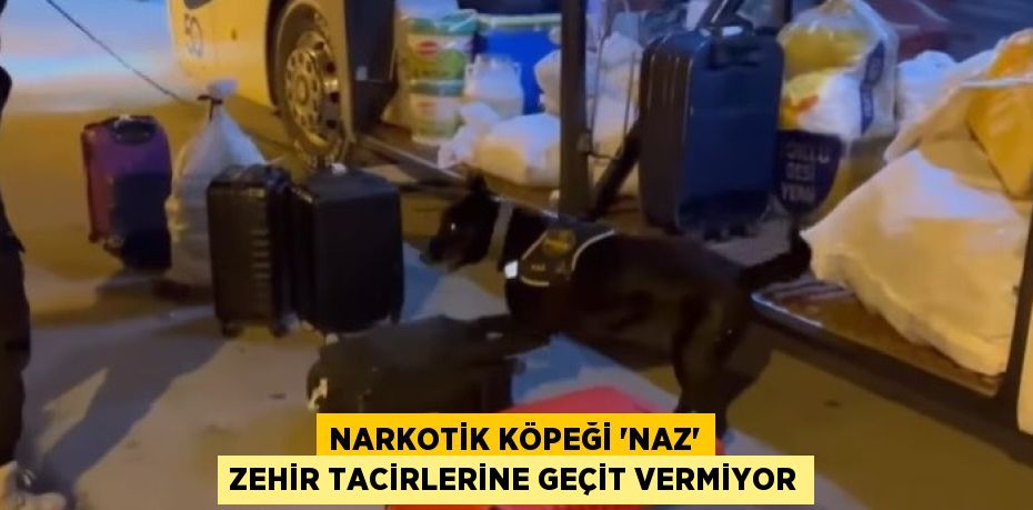 NARKOTİK KÖPEĞİ 'NAZ' ZEHİR TACİRLERİNE GEÇİT VERMİYOR