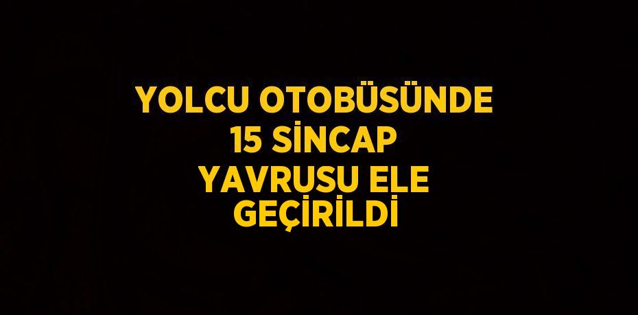 YOLCU OTOBÜSÜNDE 15 SİNCAP YAVRUSU ELE GEÇİRİLDİ