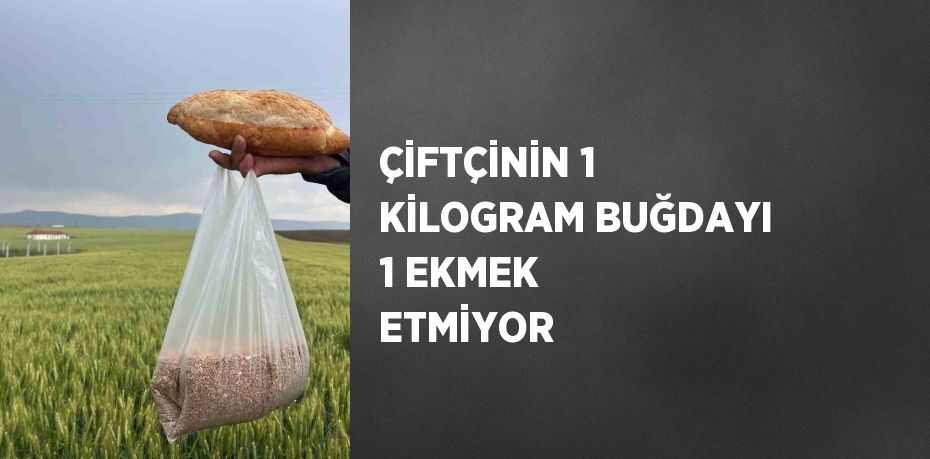 ÇİFTÇİNİN 1 KİLOGRAM BUĞDAYI 1 EKMEK ETMİYOR