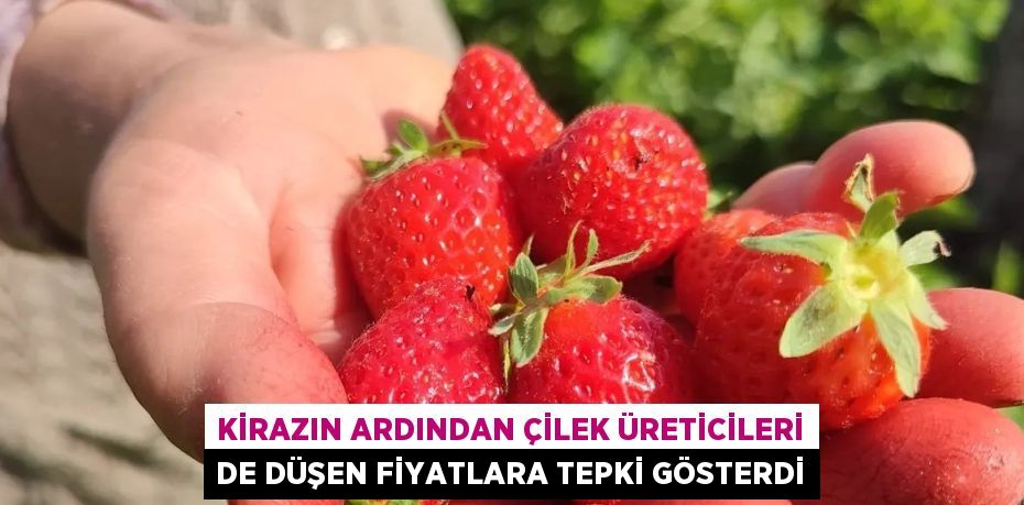 KİRAZIN ARDINDAN ÇİLEK ÜRETİCİLERİ DE DÜŞEN FİYATLARA TEPKİ GÖSTERDİ