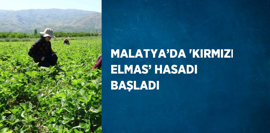 MALATYA’DA 'KIRMIZI ELMAS’ HASADI BAŞLADI