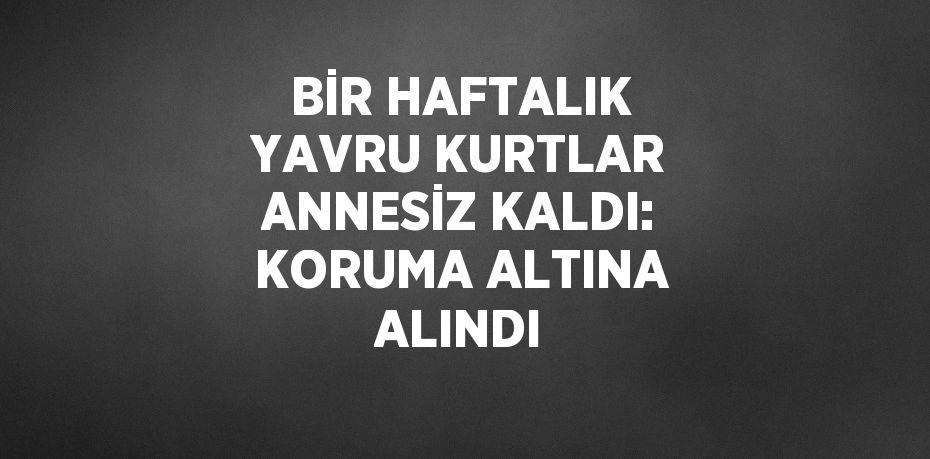 BİR HAFTALIK YAVRU KURTLAR ANNESİZ KALDI: KORUMA ALTINA ALINDI