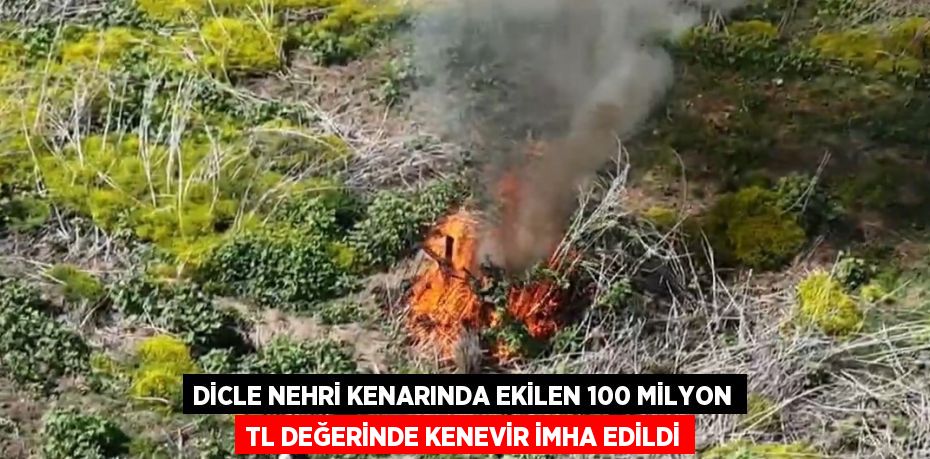 DİCLE NEHRİ KENARINDA EKİLEN 100 MİLYON TL DEĞERİNDE KENEVİR İMHA EDİLDİ