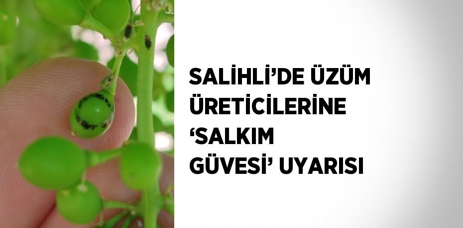SALİHLİ’DE ÜZÜM ÜRETİCİLERİNE ‘SALKIM GÜVESİ’ UYARISI