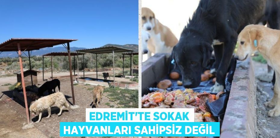 EDREMİT’TE SOKAK HAYVANLARI SAHİPSİZ DEĞİL