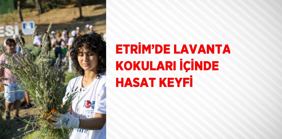 ETRİM’DE LAVANTA KOKULARI İÇİNDE HASAT KEYFİ