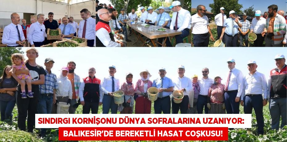 Sındırgı Kornişonu Dünya Sofralarına Uzanıyor:   Balıkesir'de Bereketli Hasat Coşkusu!