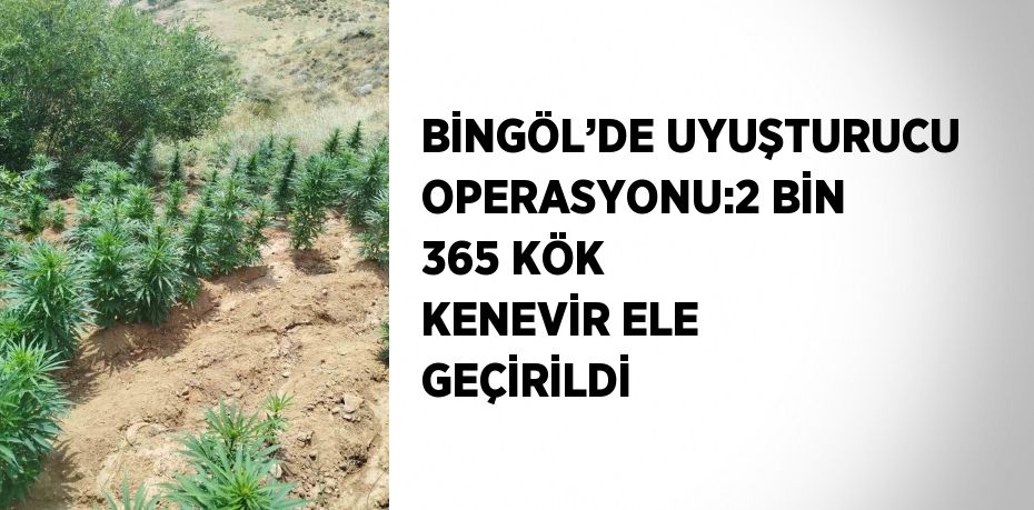 BİNGÖL’DE UYUŞTURUCU OPERASYONU:2 BİN 365 KÖK KENEVİR ELE GEÇİRİLDİ