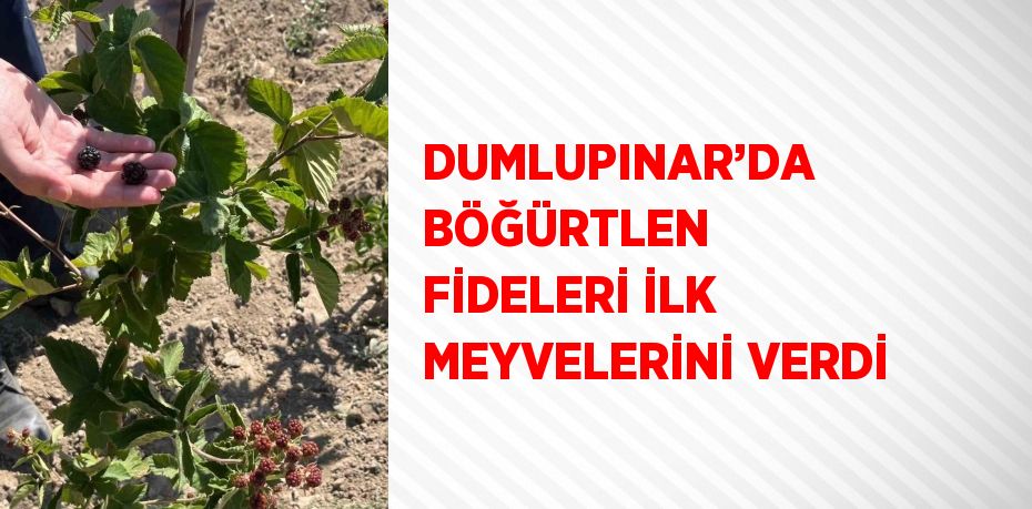 DUMLUPINAR’DA BÖĞÜRTLEN FİDELERİ İLK MEYVELERİNİ VERDİ