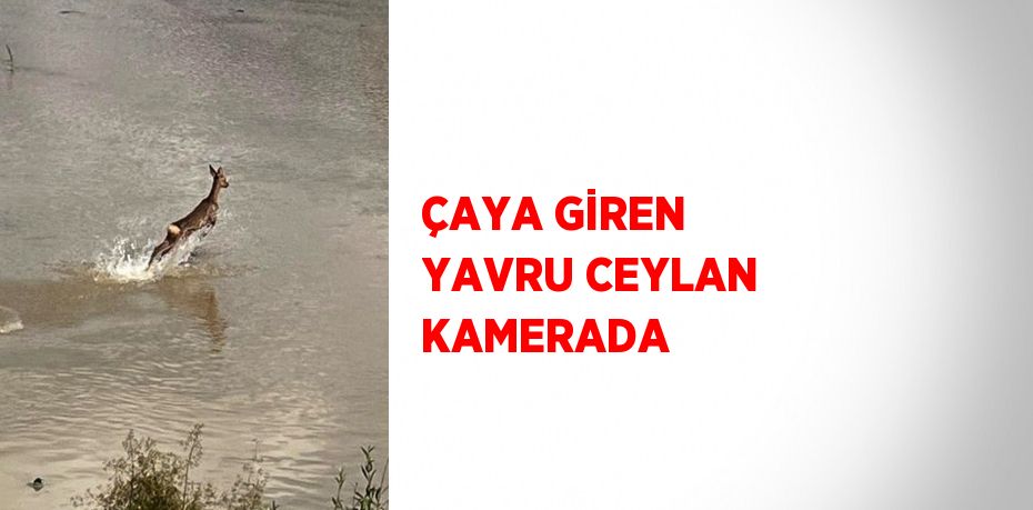 ÇAYA GİREN YAVRU CEYLAN KAMERADA