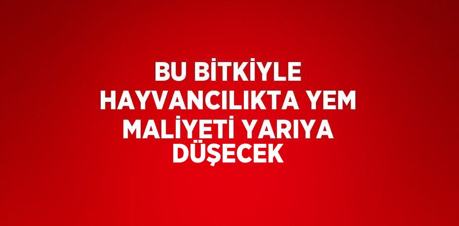 BU BİTKİYLE HAYVANCILIKTA YEM MALİYETİ YARIYA DÜŞECEK