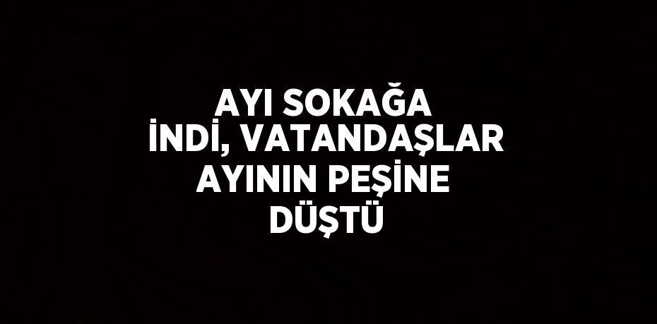 AYI SOKAĞA İNDİ, VATANDAŞLAR AYININ PEŞİNE DÜŞTÜ