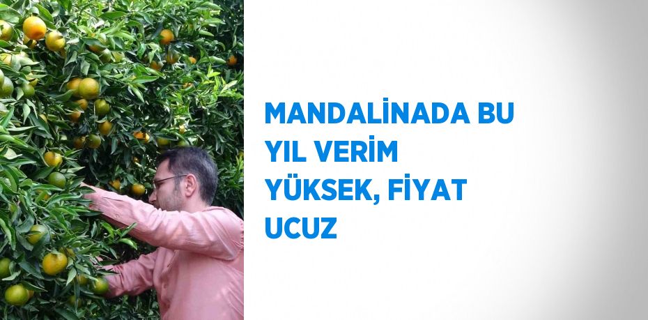 MANDALİNADA BU YIL VERİM YÜKSEK, FİYAT UCUZ