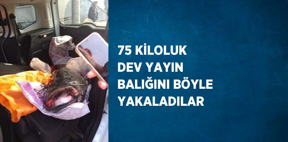 75 KİLOLUK DEV YAYIN BALIĞINI BÖYLE YAKALADILAR