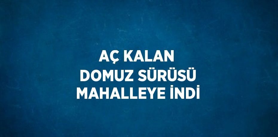 AÇ KALAN DOMUZ SÜRÜSÜ MAHALLEYE İNDİ