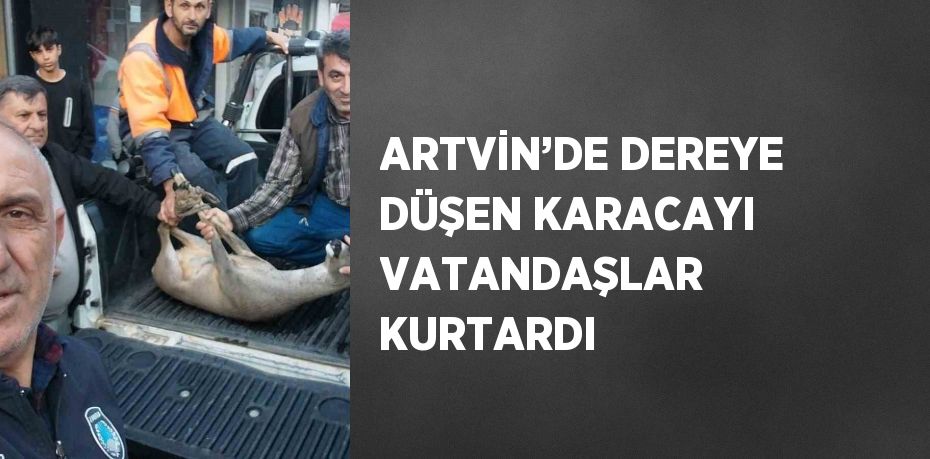 ARTVİN’DE DEREYE DÜŞEN KARACAYI VATANDAŞLAR KURTARDI