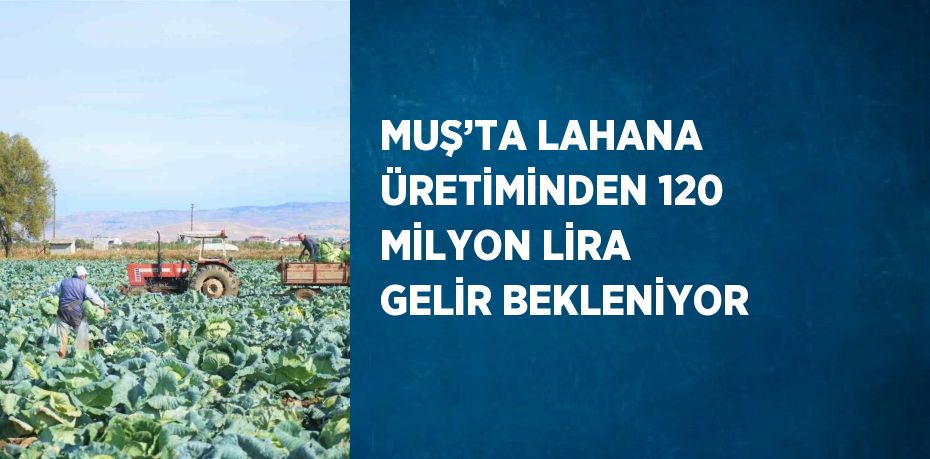 MUŞ’TA LAHANA ÜRETİMİNDEN 120 MİLYON LİRA GELİR BEKLENİYOR