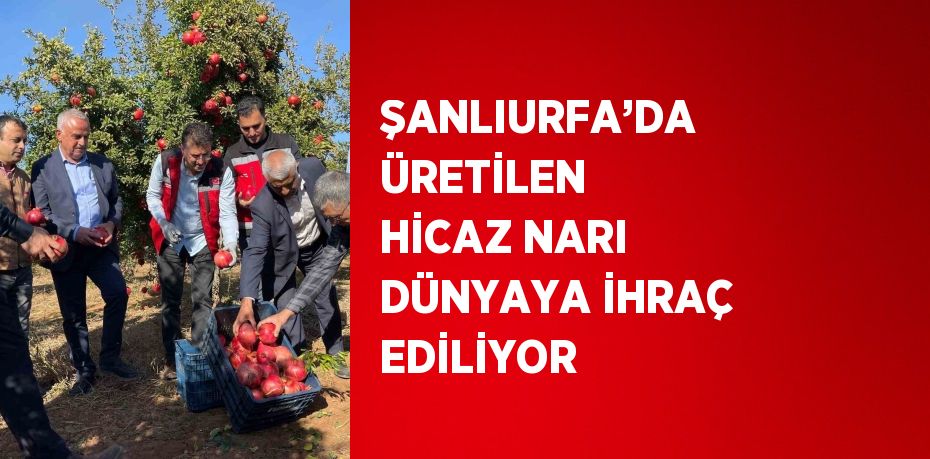 ŞANLIURFA’DA ÜRETİLEN HİCAZ NARI DÜNYAYA İHRAÇ EDİLİYOR