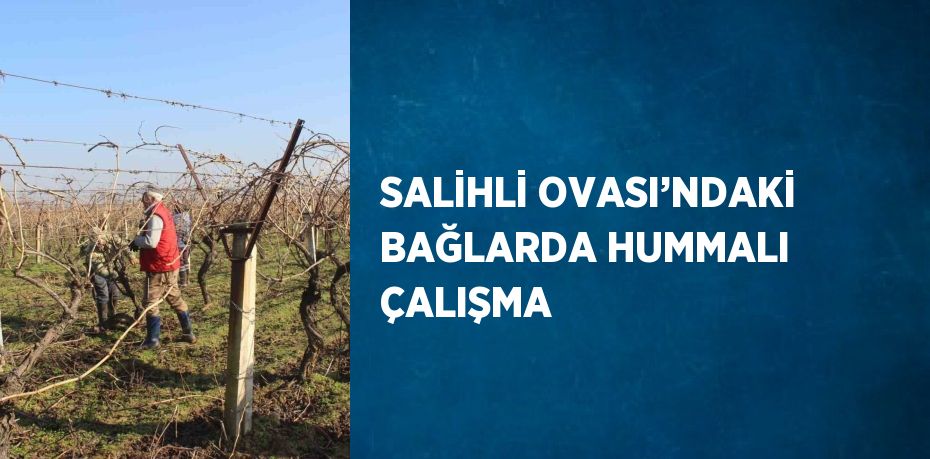 SALİHLİ OVASI’NDAKİ BAĞLARDA HUMMALI ÇALIŞMA