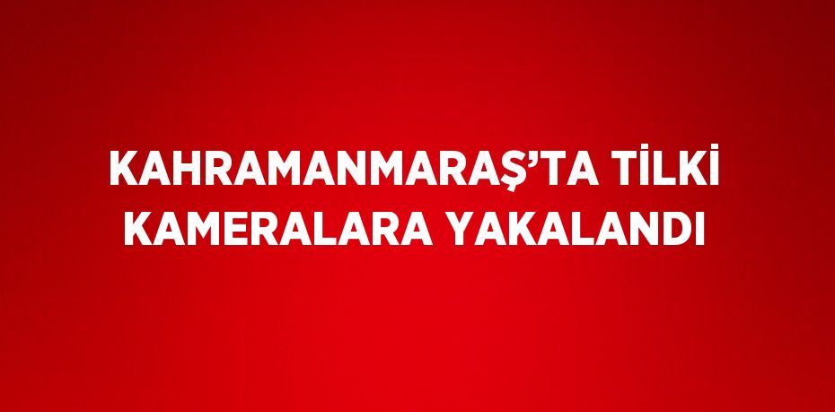 KAHRAMANMARAŞ’TA TİLKİ KAMERALARA YAKALANDI