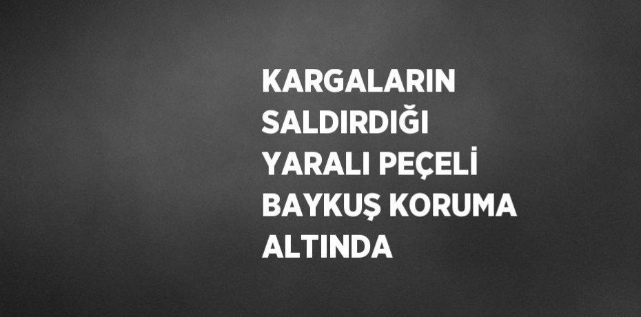 KARGALARIN SALDIRDIĞI YARALI PEÇELİ BAYKUŞ KORUMA ALTINDA