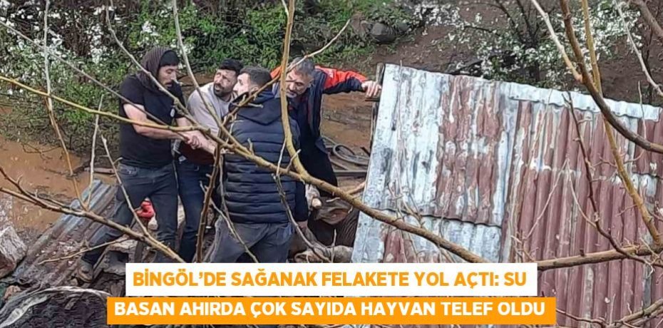 BİNGÖL’DE SAĞANAK FELAKETE YOL AÇTI: SU BASAN AHIRDA ÇOK SAYIDA HAYVAN TELEF OLDU