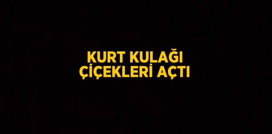 KURT KULAĞI ÇİÇEKLERİ AÇTI