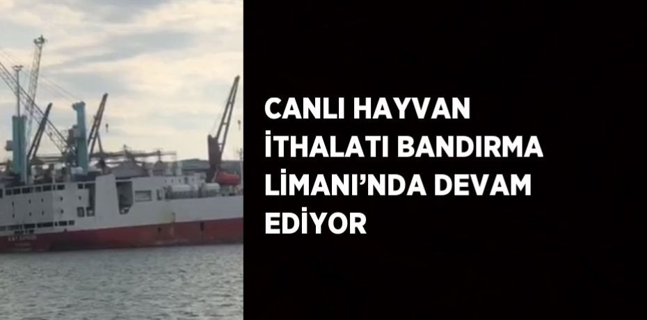 CANLI HAYVAN İTHALATI BANDIRMA LİMANI’NDA DEVAM EDİYOR
