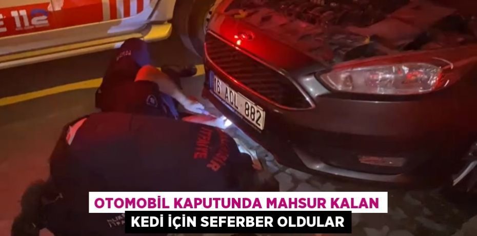 Otomobil kaputunda mahsur kalan kedi için seferber oldular