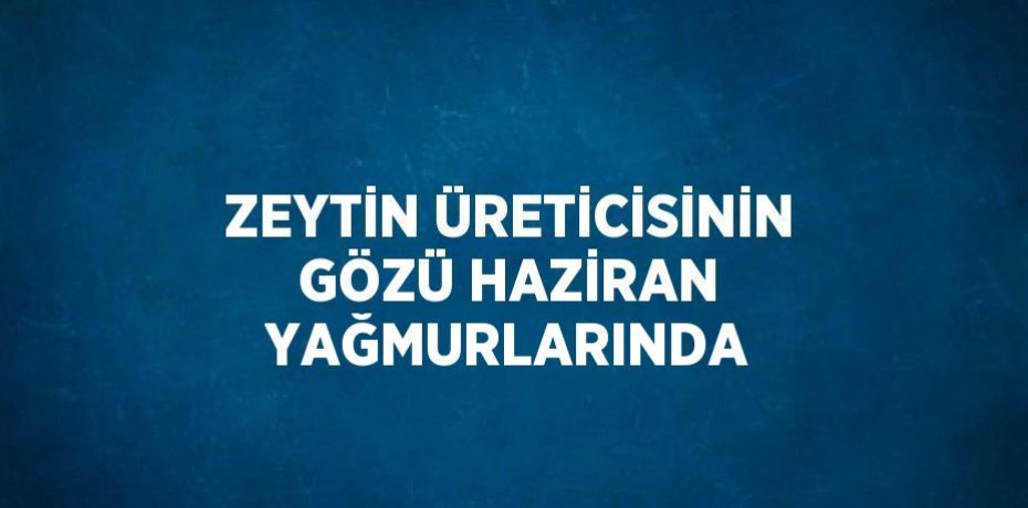 ZEYTİN ÜRETİCİSİNİN GÖZÜ HAZİRAN YAĞMURLARINDA