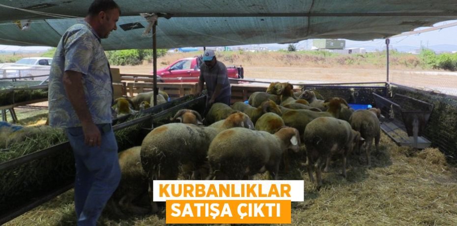 KURBANLIKLAR  SATIŞA ÇIKTI