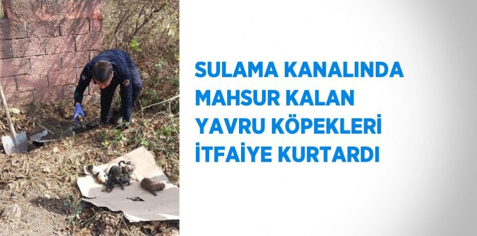 SULAMA KANALINDA MAHSUR KALAN YAVRU KÖPEKLERİ İTFAİYE KURTARDI