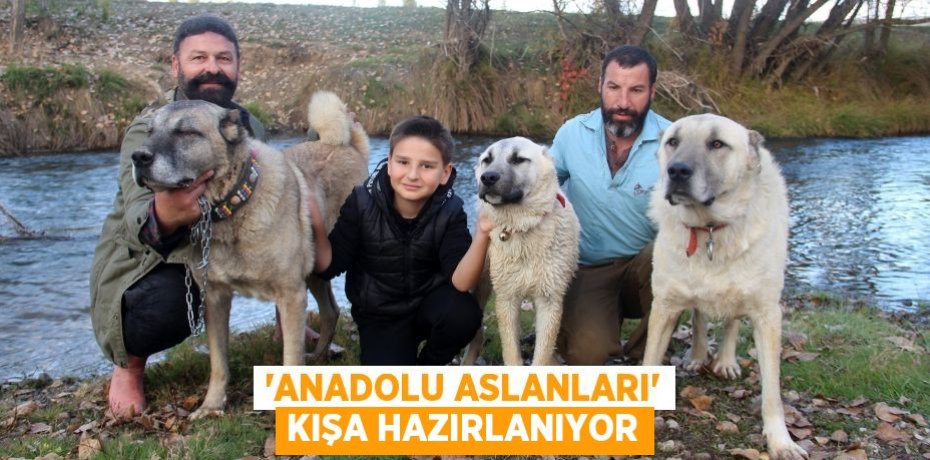 'Anadolu aslanları' kışa hazırlanıyor