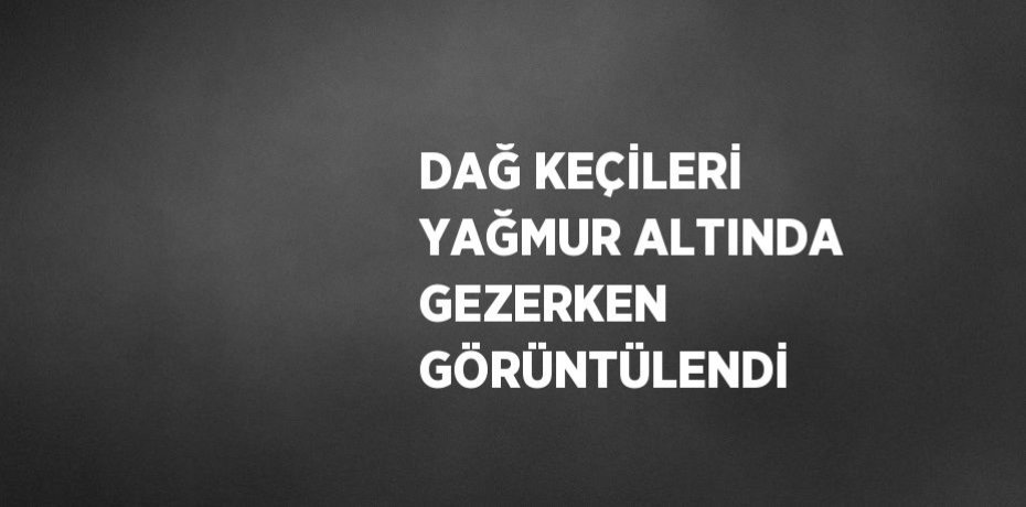 DAĞ KEÇİLERİ YAĞMUR ALTINDA GEZERKEN GÖRÜNTÜLENDİ