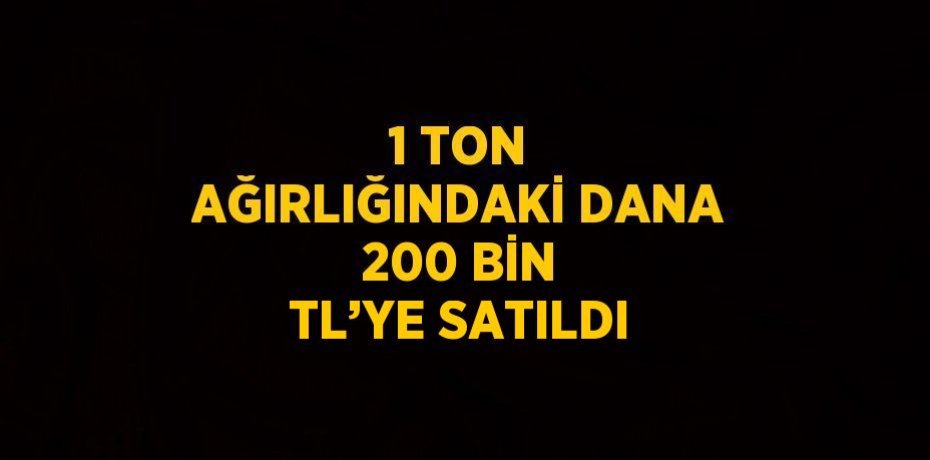 1 TON AĞIRLIĞINDAKİ DANA 200 BİN TL’YE SATILDI