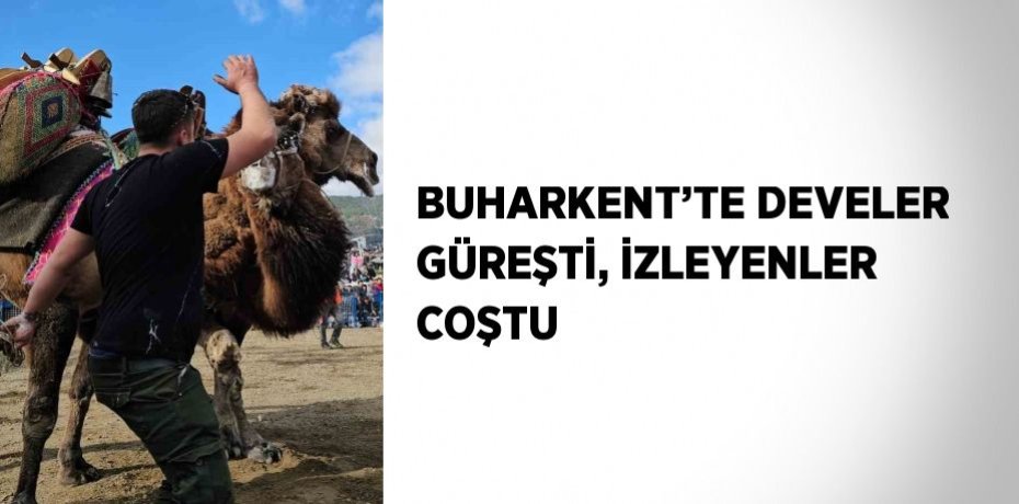 BUHARKENT’TE DEVELER GÜREŞTİ, İZLEYENLER COŞTU