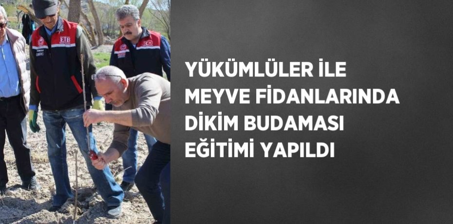YÜKÜMLÜLER İLE MEYVE FİDANLARINDA DİKİM BUDAMASI EĞİTİMİ YAPILDI