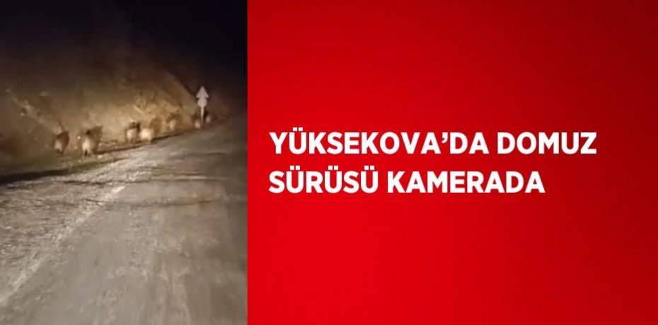 YÜKSEKOVA’DA DOMUZ SÜRÜSÜ KAMERADA