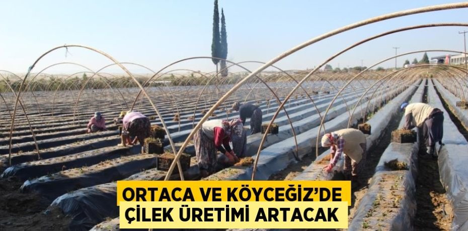 ORTACA VE KÖYCEĞİZ’DE ÇİLEK ÜRETİMİ ARTACAK