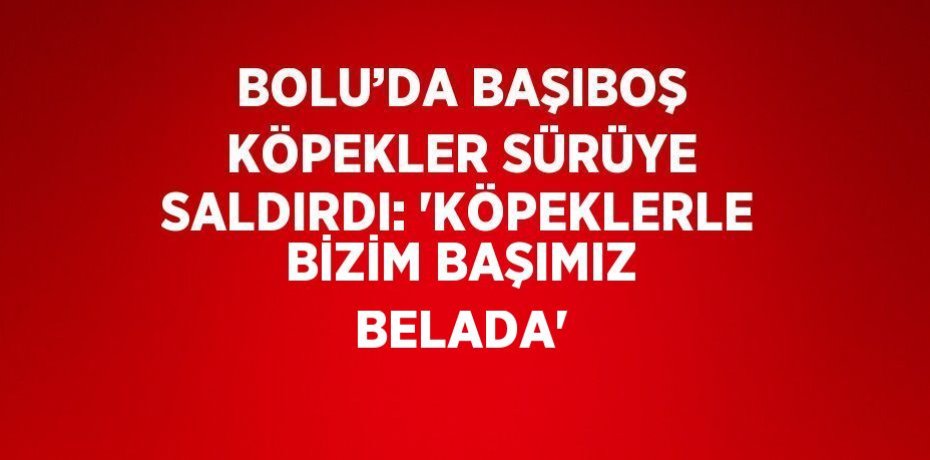 BOLU’DA BAŞIBOŞ KÖPEKLER SÜRÜYE SALDIRDI: 'KÖPEKLERLE BİZİM BAŞIMIZ BELADA'