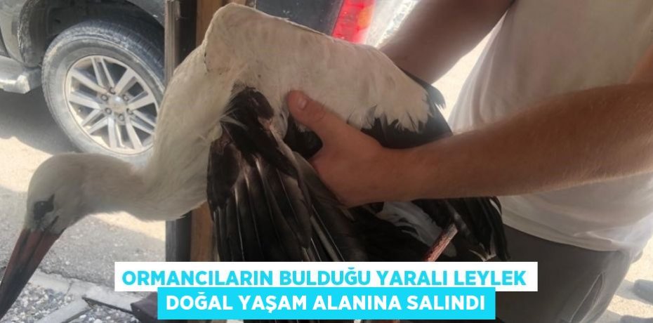ORMANCILARIN BULDUĞU YARALI LEYLEK DOĞAL YAŞAM ALANINA SALINDI