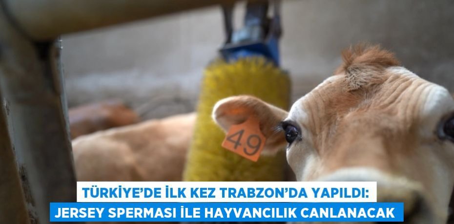 TÜRKİYE’DE İLK KEZ TRABZON’DA YAPILDI: JERSEY SPERMASI İLE HAYVANCILIK CANLANACAK