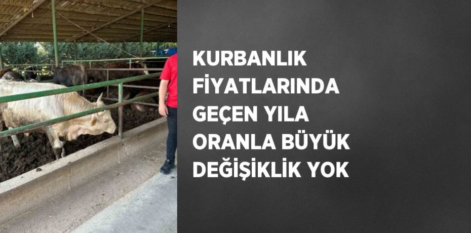 KURBANLIK FİYATLARINDA GEÇEN YILA ORANLA BÜYÜK DEĞİŞİKLİK YOK
