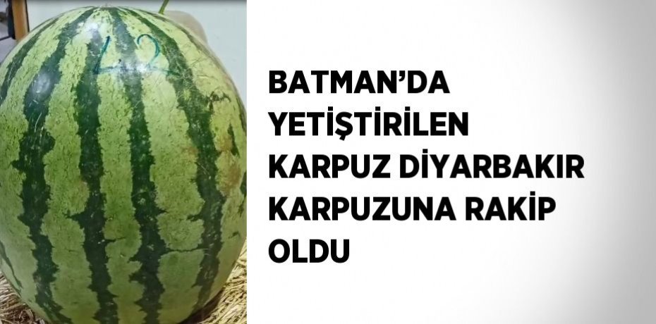 BATMAN’DA YETİŞTİRİLEN KARPUZ DİYARBAKIR KARPUZUNA RAKİP OLDU