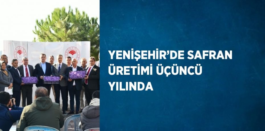 YENİŞEHİR’DE SAFRAN ÜRETİMİ ÜÇÜNCÜ YILINDA