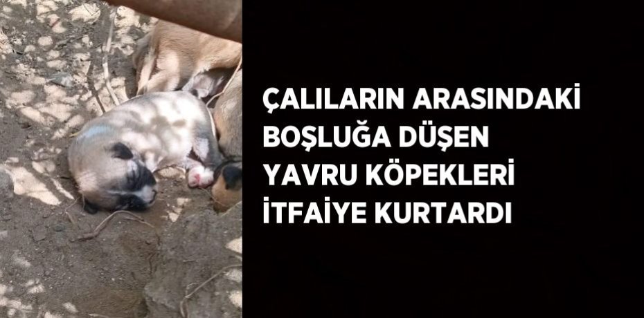 ÇALILARIN ARASINDAKİ BOŞLUĞA DÜŞEN YAVRU KÖPEKLERİ İTFAİYE KURTARDI